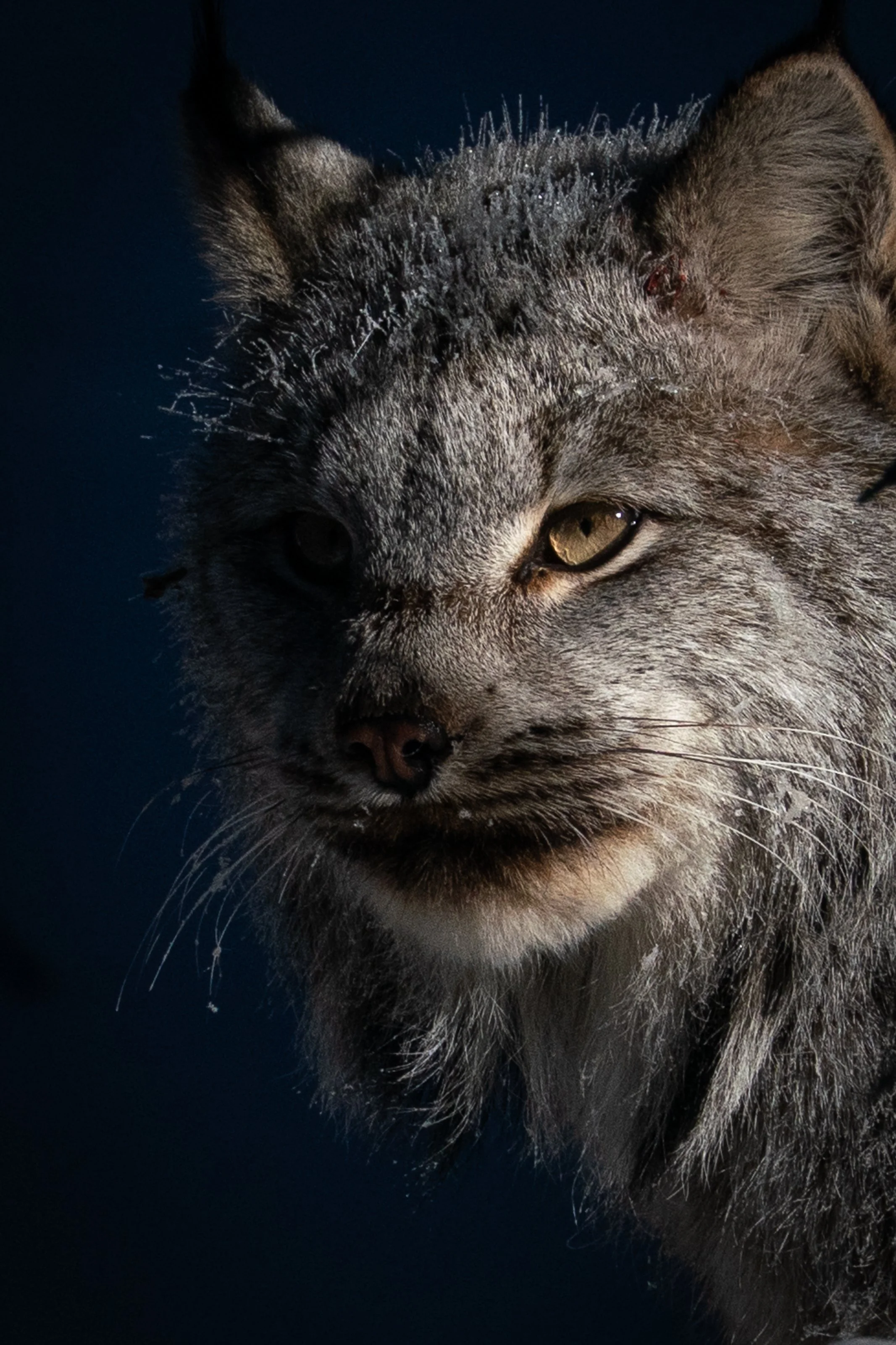 Lynx in Winter ~ Chapter 2 ~ — Nakashima Photography